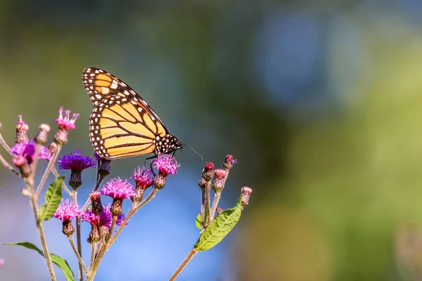 Kleurrijke Vlinder Een Bloeiende Plant — Stockfoto