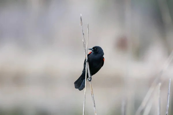 Red Winged Black Bird Tall Plant — Stock Photo, Image