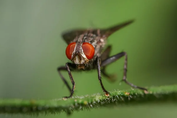 Extreme Közeli Felvétel Fly Egy Növény — Stock Fotó