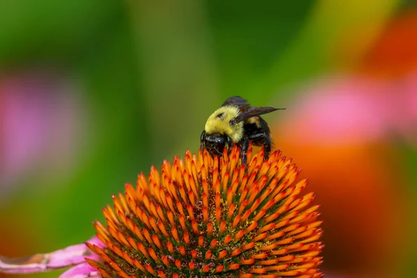 Κοντινό Πλάνο Της Μέλισσας Στο Λουλούδι Zinnia — Φωτογραφία Αρχείου