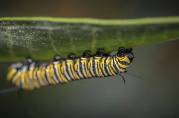 Monarch Vlinder Rups Melkkruid — Stockfoto