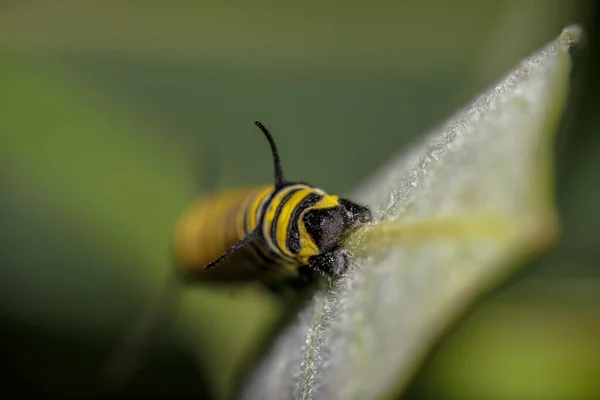 Kral Kelebeği Tırtıl Samanotunun Üzerinde — Stok fotoğraf
