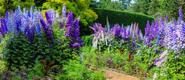 Panoramisch Uitzicht Hoge Paarse Bloemen Tuin — Stockfoto