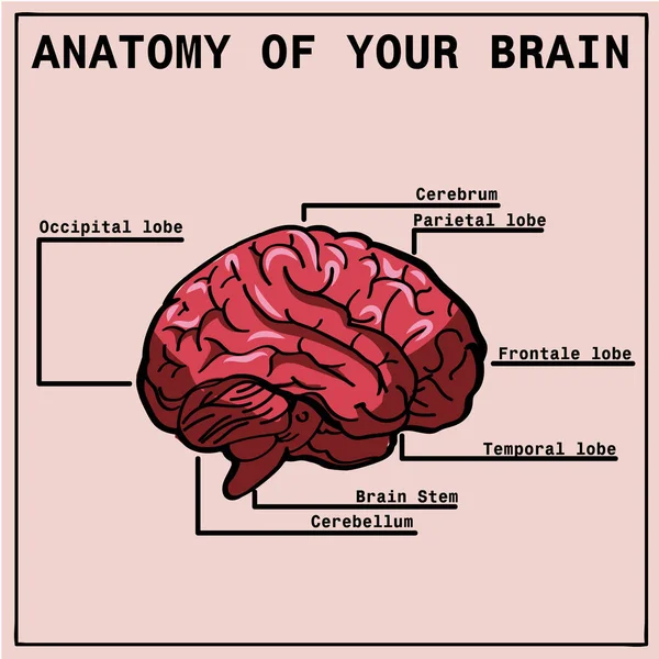 Anatomie des Gehirns, Infografiken — Stockvektor