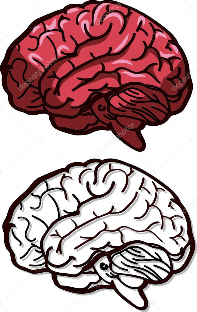 Vector illustration of a brain