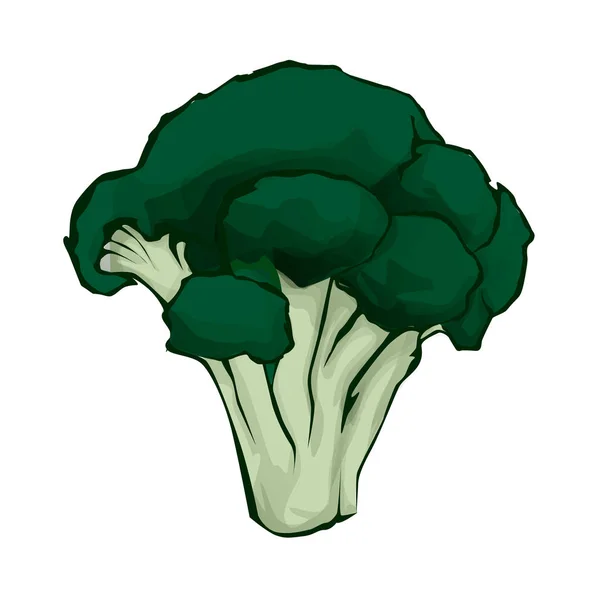 Vektor illustration broccoli. Färsk tecknad vegetabiliska isolerad på vit bakgrund — Stock vektor