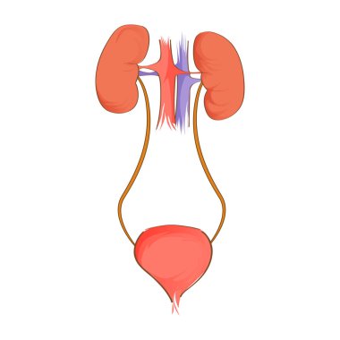 Üriner sistem. İnsan anatomisi. Vektör