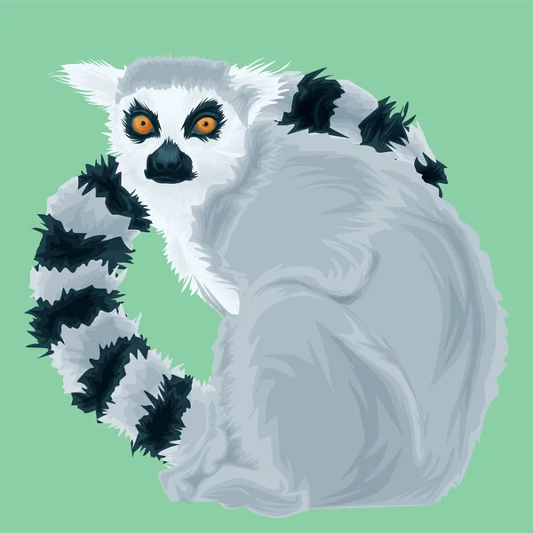 Vektorporträt des Lemur. Illustration des Madagaskar-Lemurs auf grünem Hintergrund. — Stockvektor