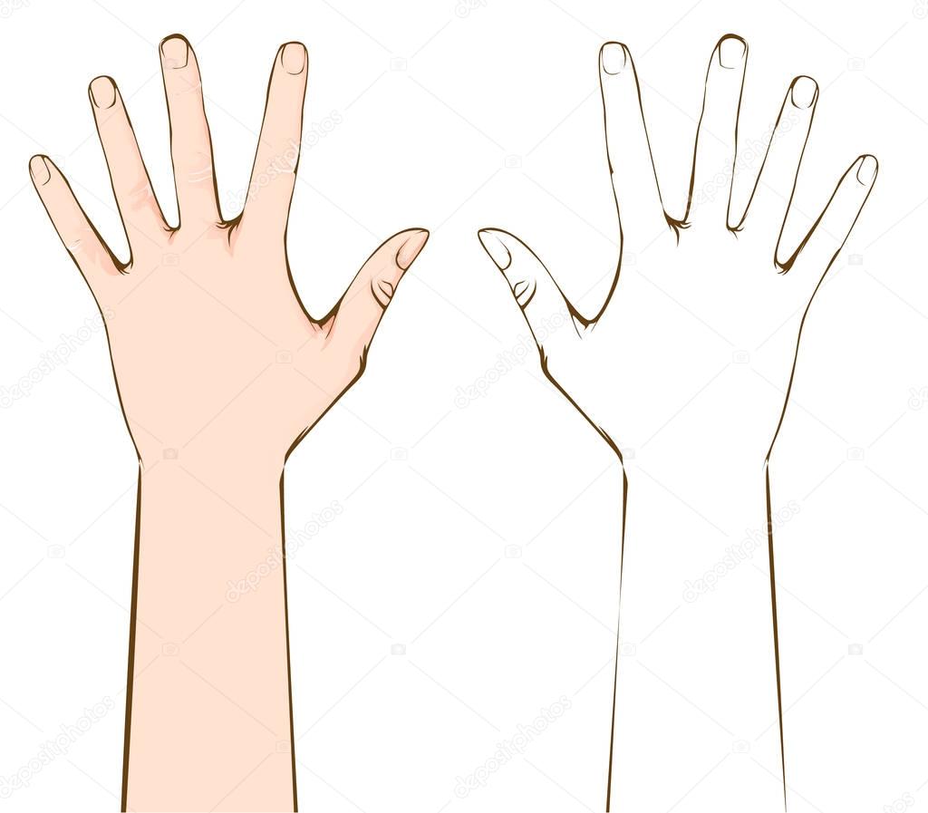 Man hand, fingers, cartoon illustration. Color and countour