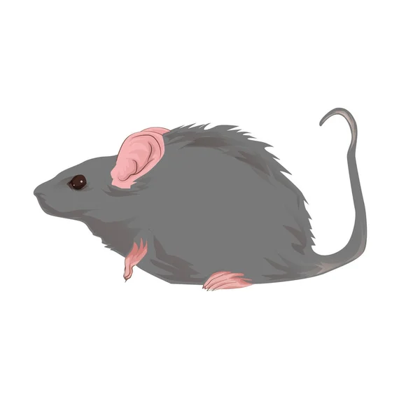 白色隔离背景下的动物老鼠 — 图库矢量图片