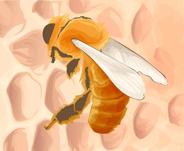 Avispa vectorial, vector de insectos, dibujo en color. Ilustración de vida silvestre — Archivo Imágenes Vectoriales