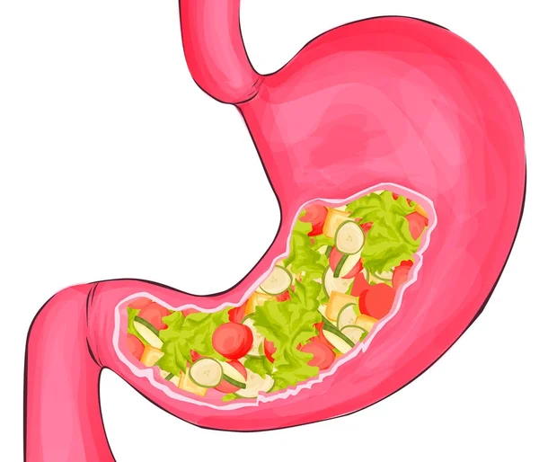 野菜と健康な胃が丈夫。ベクトル漫画のイラスト。白い背景上に分離。健康食品の栄養、胃のコンセプト — ストックベクタ