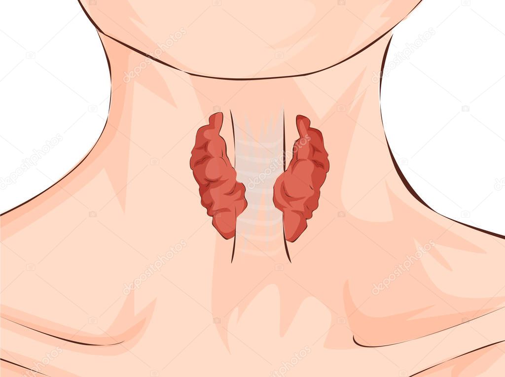 Thyroid gland and trachea shown on a woman. Medical concept. Anatomy of people. Vector illustration.
