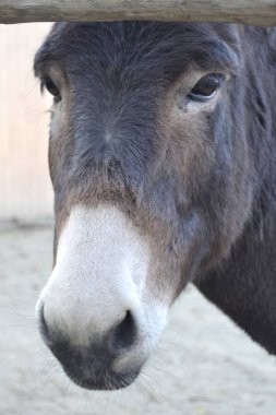 Küçük bir sarılma. Çocuğun eli eşeğin başına yasleniyor..