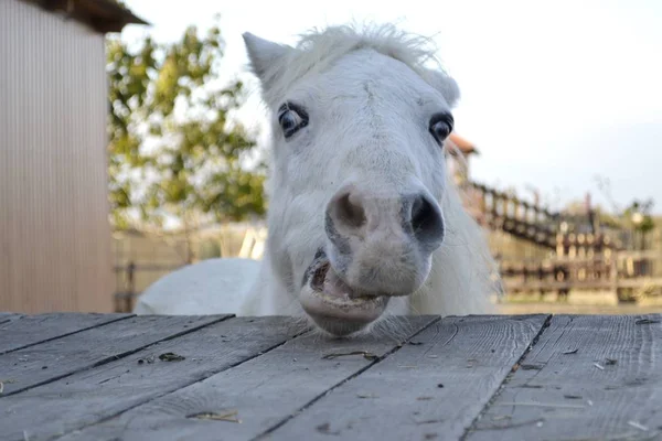 Retrato Cavalo Branco Cavalo Com Olhos Azuis Fazenda — Fotografia de Stock