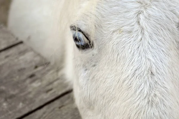 Портрет Белой Лошади Глаз Животного Ранчо Одесса Украина — стоковое фото