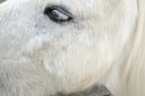 White Horse Portrait Eye Animal Ranch Odessa Ukraine — Stock Photo, Image