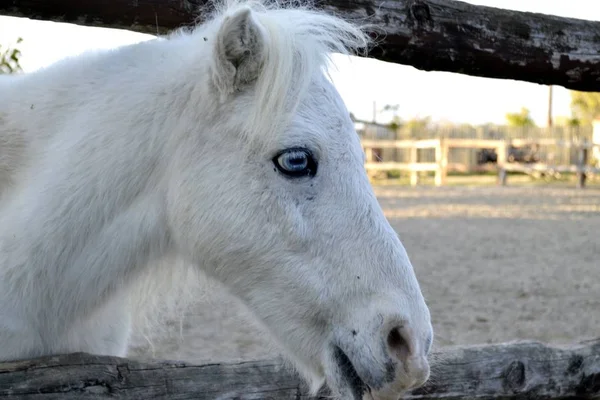 Портрет Белой Лошади Лошадь Голубыми Глазами Ранчо — стоковое фото