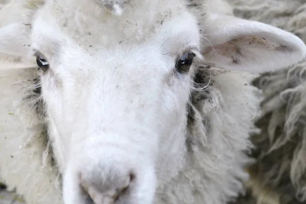 Porträt Weißer Schafe Nutztiere Ranch Odessa — Stockfoto