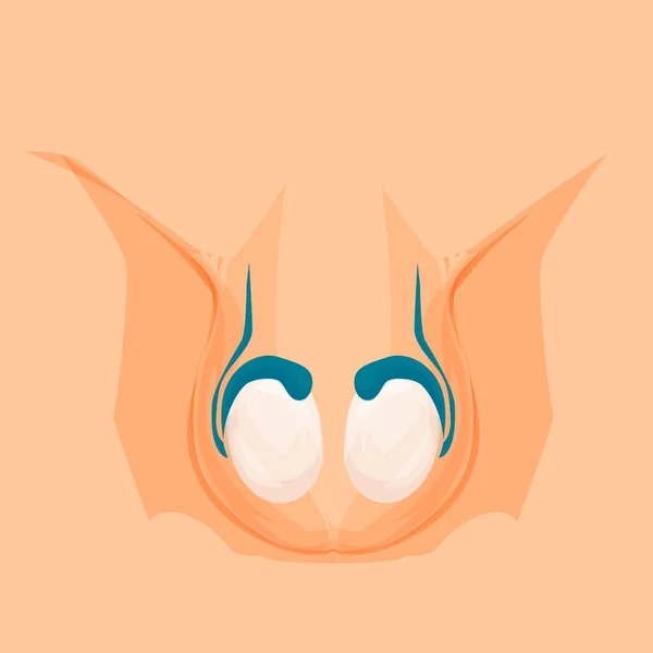Vasectomie Mannelijke Organen Reproductieve Anatomie Testikels Vector Cartoon Illustratie — Stockvector