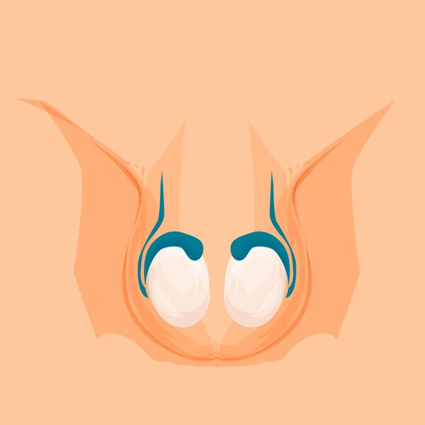 Vasectomy. Male organs, reproductive anatomy. Testicles Vector cartoon illustration
