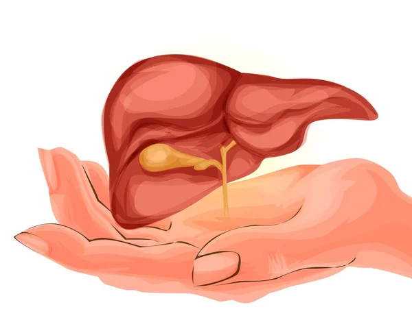 Ilustración Hígado Humano Dibujado Mano Estilo Dibujos Animados Ilustración Anatómica — Archivo Imágenes Vectoriales