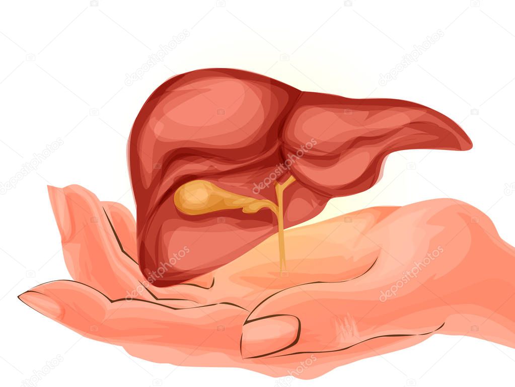 Illustration Human liver, hand drawn, cartoon style. Engraved Anatomical illustration