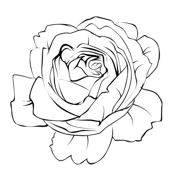 Silueta Rosa Blanco Negro Contorno Aislado Tema Botánico Adorno Gráfico — Vector de stock