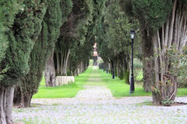 Ağaç yol lambaları