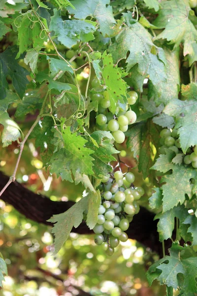 Wijnstokken Kweken Met Druivencluster — Stockfoto