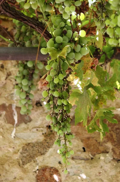 Growing Grapevine Grape Cluster — Stock Photo, Image
