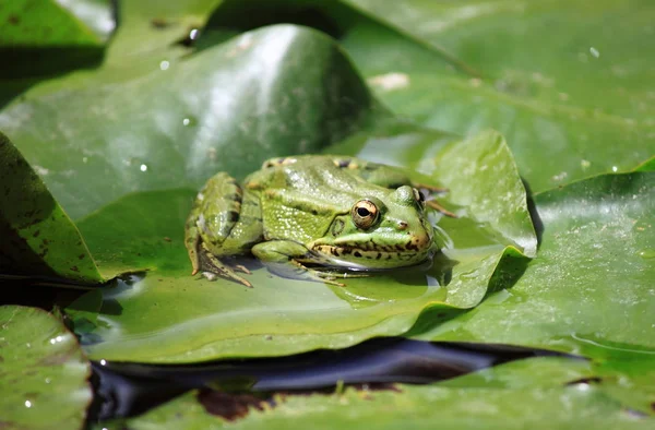 Grenouille sur un étang de lis — Photo