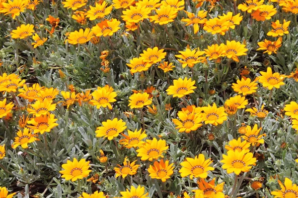 Vue Rapprochée Buisson Marguerites Jaunes — Photo