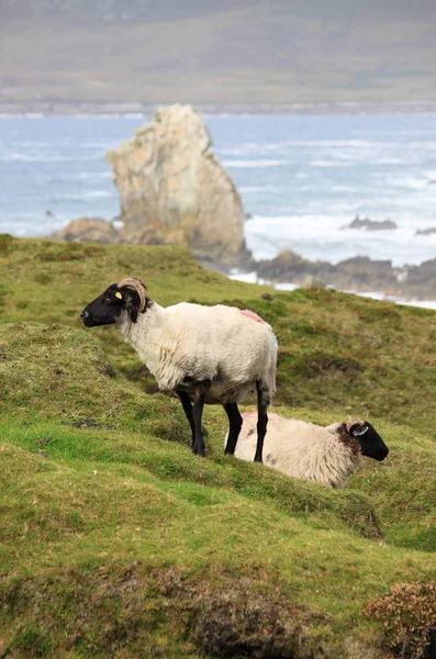Svart huvud fåren betar på en grön kulle — Stockfoto