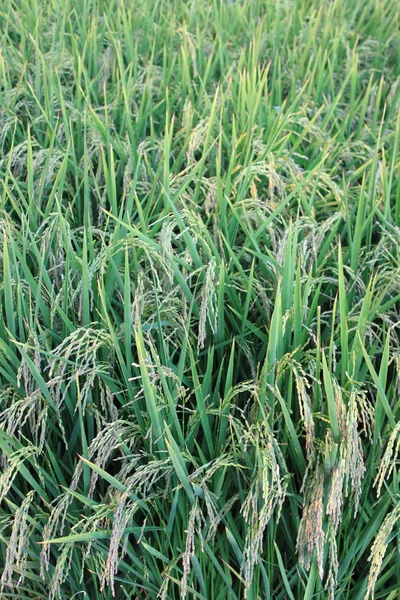Plantas de arroz em um campo de arroz — Fotografia de Stock