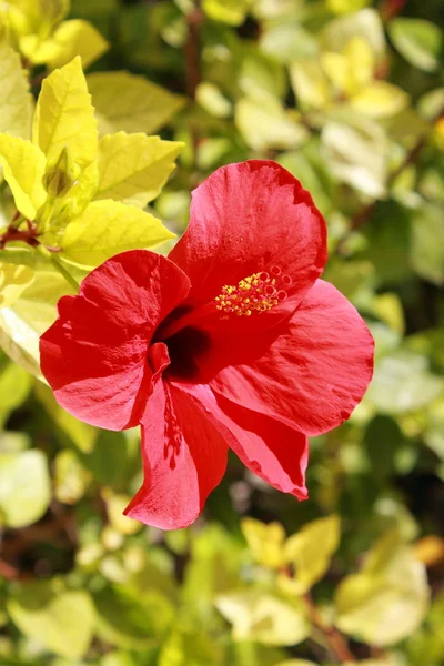 Röd hibiscus blomma — Stockfoto