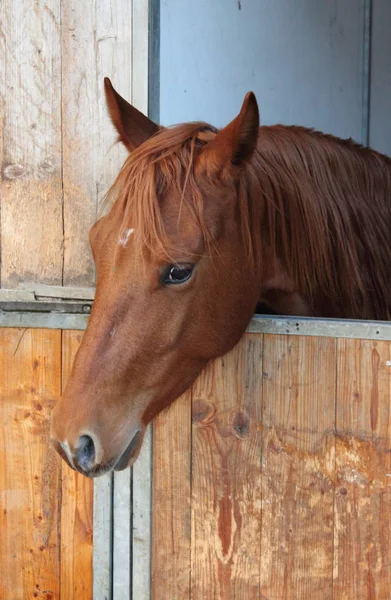 Коричневая лошадь в конюшне — стоковое фото