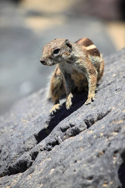 Écureuil terrestre barbare à Fuerteventura — Photo