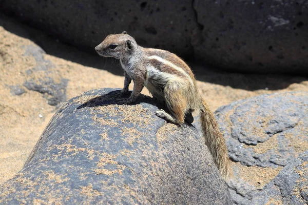 กระรอกบาร์บารี่กราวด์ที่ Fuerteventura — ภาพถ่ายสต็อก