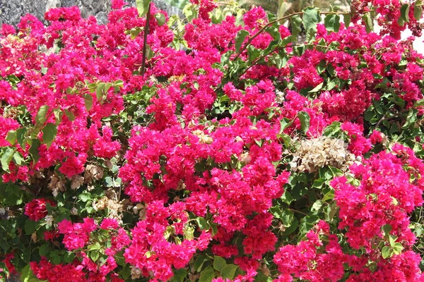 Closeup Pink Bougainvillea Flowers — Stock Photo, Image