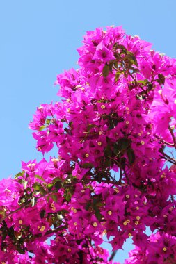 tatlı bir pembe Begonviller çiçek