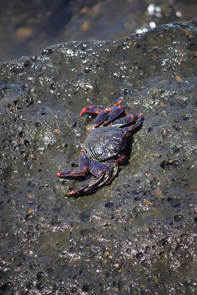 红岩石蟹 — 图库照片