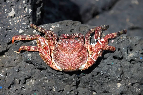 Red Rock Crab Fuerteventura Canarische Eilanden Spanje — Stockfoto