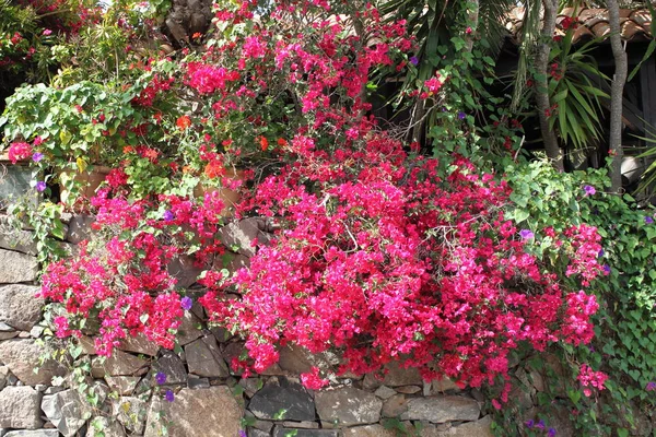 Flores de Bougainvillea rosa — Fotografia de Stock