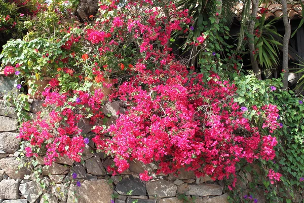 Rosa bougainvillea blomster – stockfoto