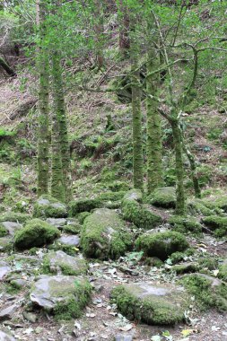 Forest Kerry, İrlanda'nın halka