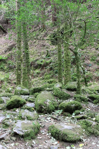 Forest Kerry, İrlanda'nın halka