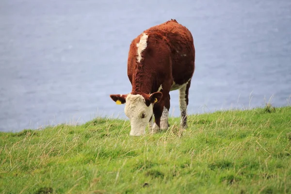 Vacca al pascolo in Irlanda — Foto Stock