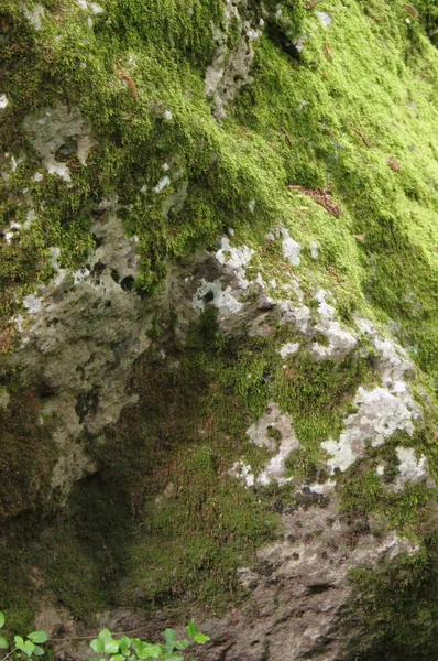 Mos Een Steen Aan Zijkant Van Een Waterval — Stockfoto