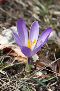güzel bahar çiğdemler çiçekler